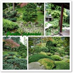 jardin_japonais_01.jpg